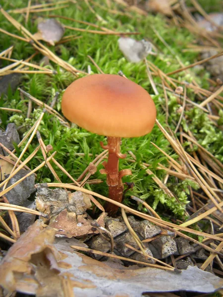 Forest mushroom photo. — Stock Photo, Image