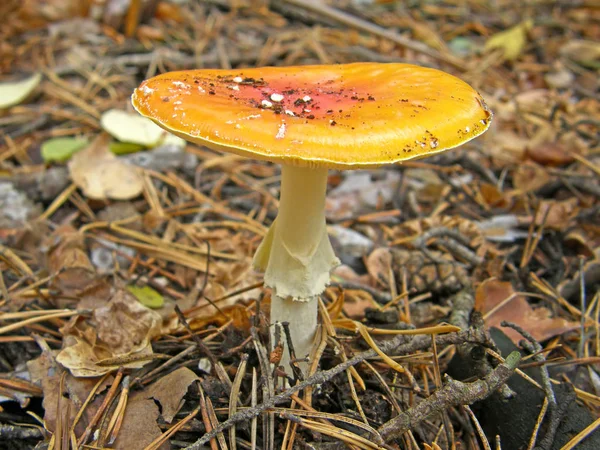 Pilz-Amanita. schönes Bild — Stockfoto