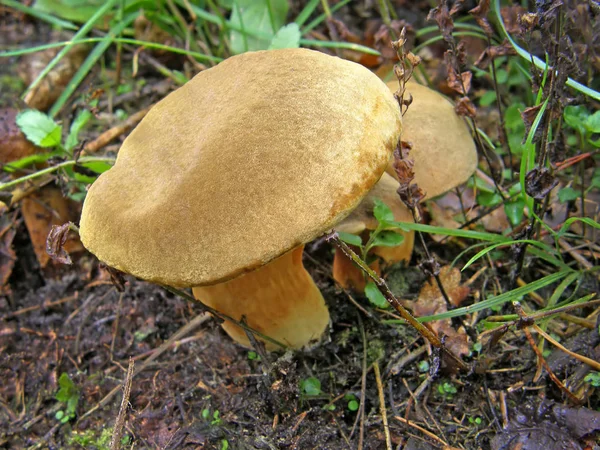 Mushroom Boletus subtomentosus. — Stock Photo, Image