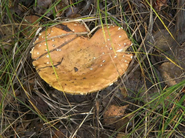 Фото лесного гриба . — стоковое фото