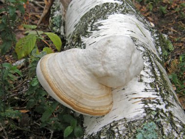 mushroom Fomes fomentarius.
