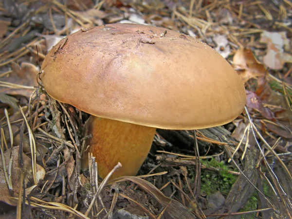 Polish mushroom Imleria badia. — Stock Photo, Image