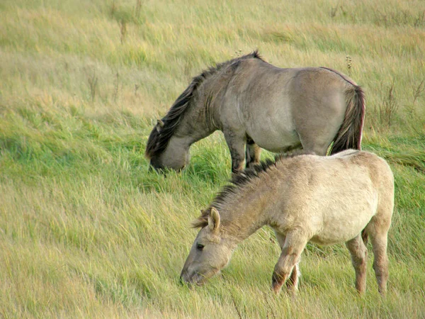 Chevaux sauvages dans la steppe . — Photo