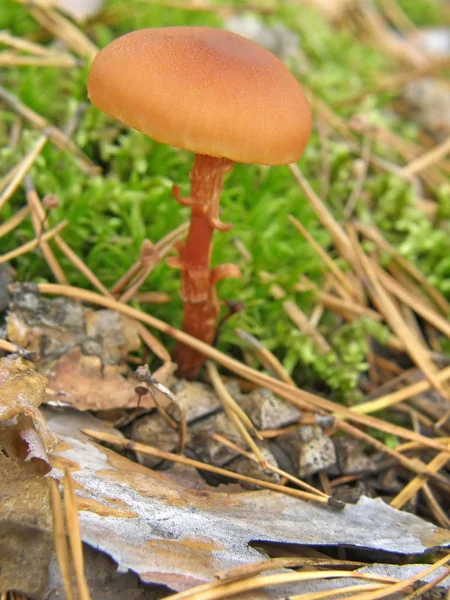 Skog svamp foto. — Stockfoto