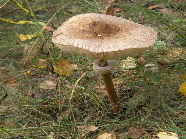 Лесной грибной зонтик . — стоковое фото