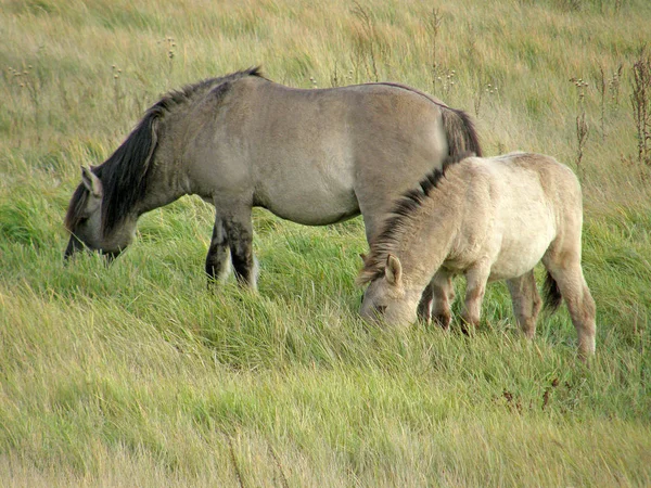 Wilde paarden in de steppe. — Stockfoto