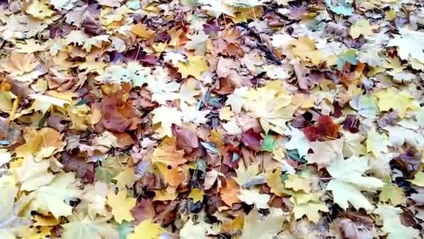 Belle foglie d'autunno gialle. — Video Stock