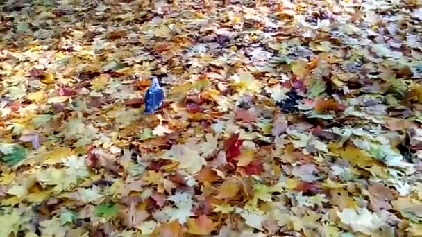 Голубь ходит по желтым листьям . — стоковое видео