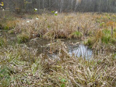 Ormanın içinde ıslak Gölü.