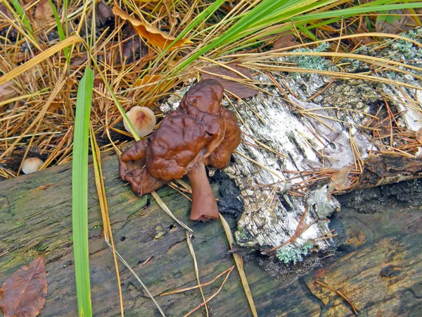 Fungo sul tronco di una betulla . — Foto Stock