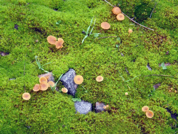 Маленькие грибы на мху . — стоковое фото