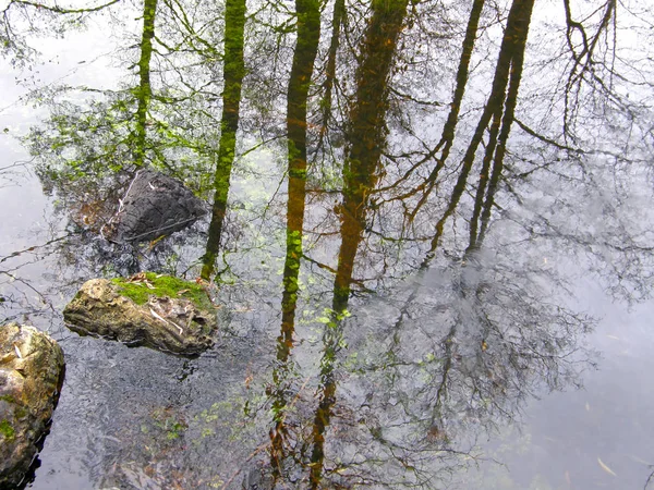 Refleksi pohon di dalam air. — Stok Foto