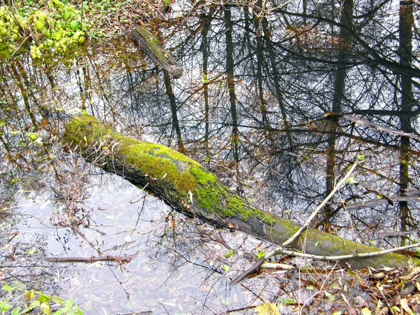 Tronco de árbol en agua . — Foto de Stock