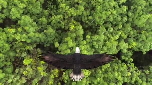 Close-up of a bald eagle flying over the forest. — Stock Footage Close-up of a bald eagle flying over the forest. Stock Video