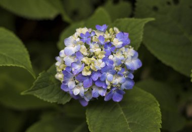 Kyoto Japonya'da Japon ortanca