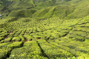 Cameron Highlands, Malezya 'daki Çay Çiftliği