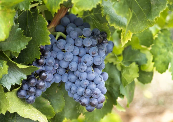 Uvas vermelhas na videira — Fotografia de Stock