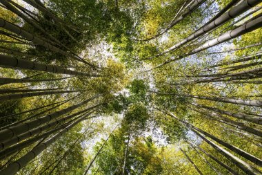 Bambu orman Kamakura Japonya'da