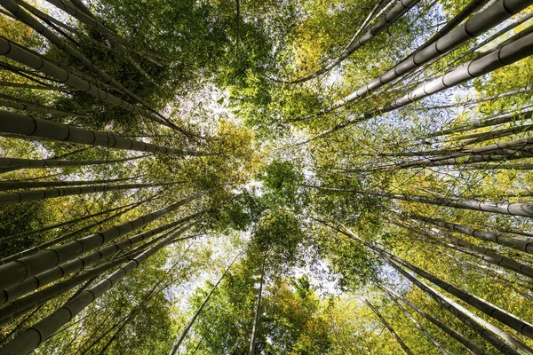 Bambu orman Kamakura Japonya'da