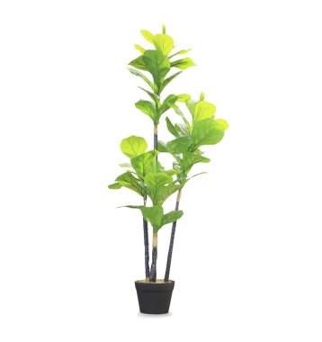 Big dracaena palm in a pot isolated over white clipart