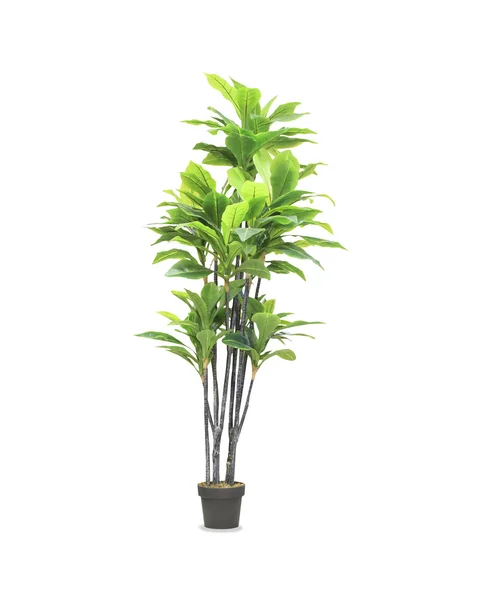 Big dracaena palm in a pot isolated over white — Stock Photo, Image