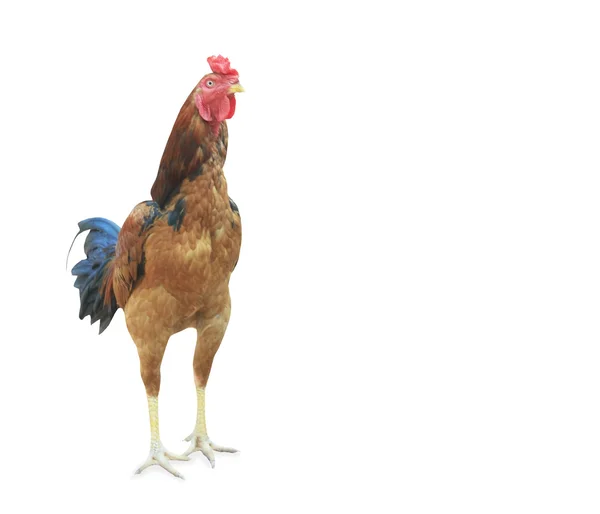 Ayam jantan besar berwarna-warni berdiri — Stok Foto