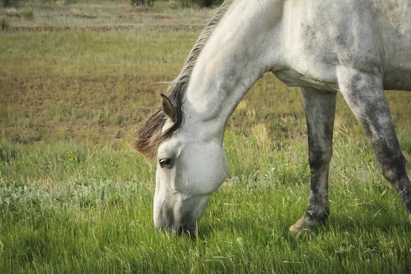 美丽的灰色马在草地上吃草 — 图库照片