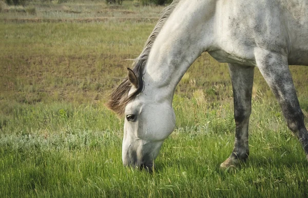 美丽的灰色马在草地上吃草 — 图库照片