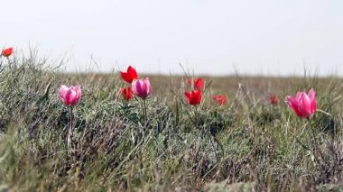 renkli Lale çiçek çölde