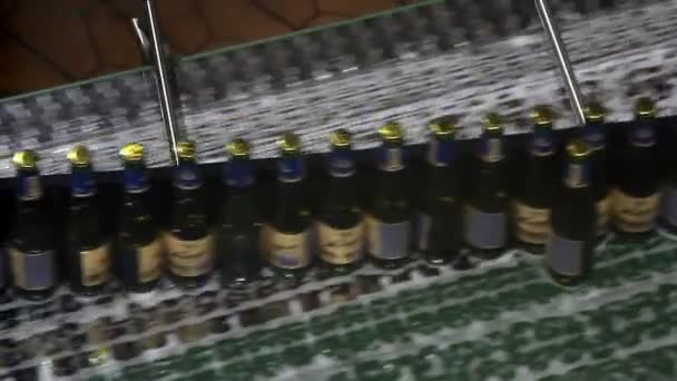 Botellas de cerveza en el transportador de la máquina embotelladora de agua — Vídeo de stock