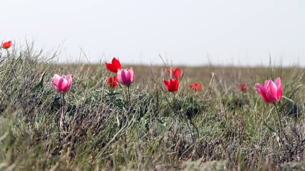 Kleurrijke tulpen bloei in de woestijn — Stockvideo