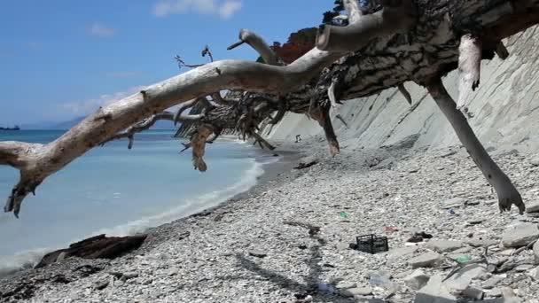 Dead tree on a littered beach — Stock Video