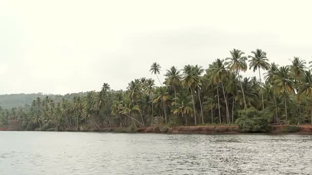 Rivière tropicale au soleil — Video