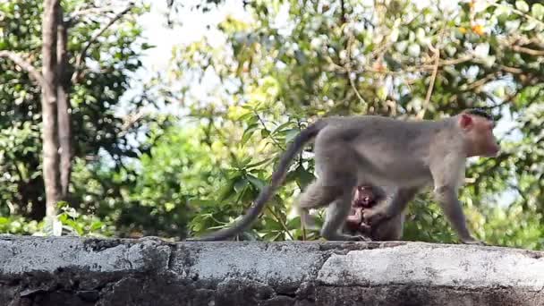 Monkey familj i den tropiska skogen — Stockvideo