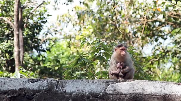 Monkey familj i den tropiska skogen — Stockvideo
