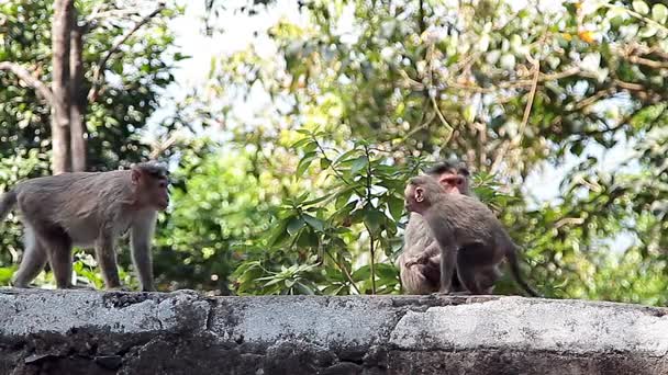 Familia de monos en el bosque tropical — Vídeo de stock