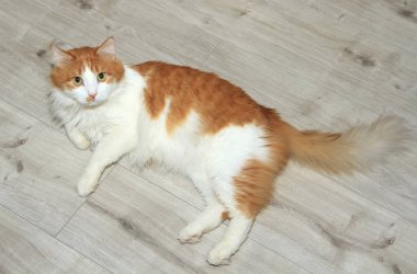 yerde yatarken şirin kırmızı ve beyaz kedi