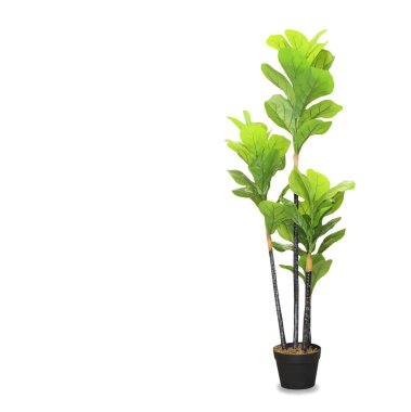 Beyaz tencerede büyük bir draacaena palmiyesi