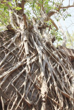 yıkık kalenin duvarlarında ağaçlar Kökleri