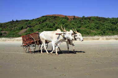 pair of white buffalo drawn to a cart going on the sandy shore clipart