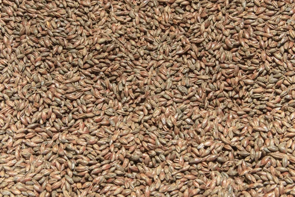 Malt background. Ingredient for beer. — Stock Photo, Image