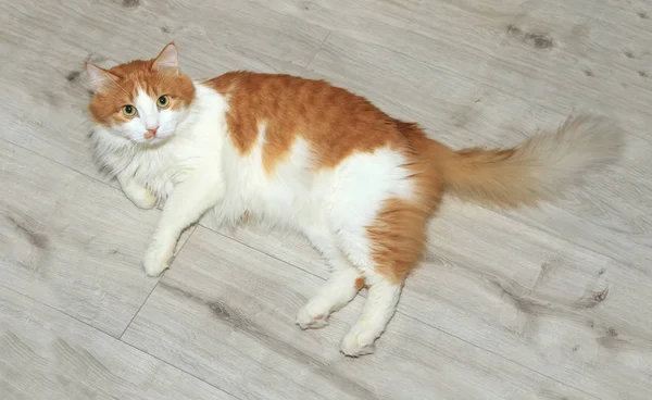 Roztomilá červená a bílá kočka ležící na podlaze — Stock fotografie
