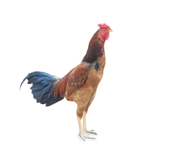 大型カラフルな雄鶏立ち — ストック写真