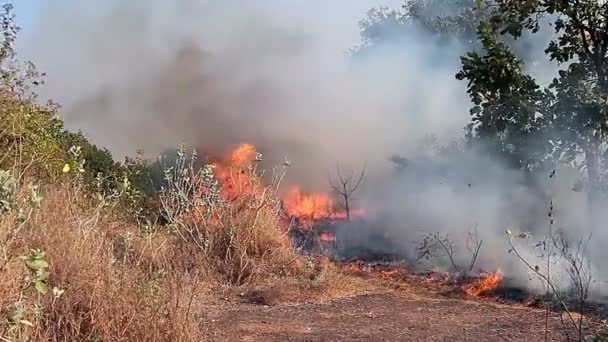 Tormenta y furioso fuego en el bosque — Vídeos de Stock