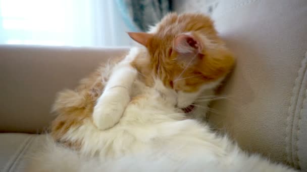 Red and white hair cat washing itself on the sofa — Stock Video