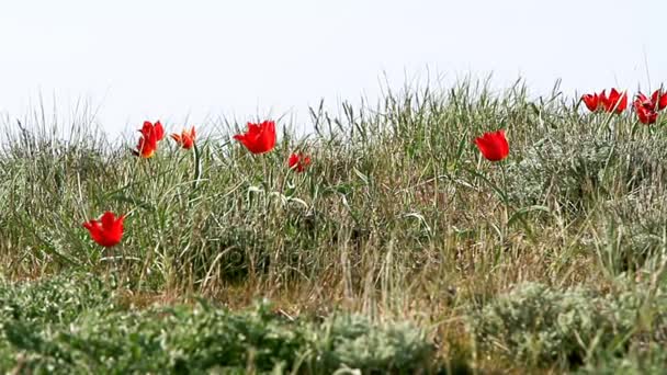 Coloridos tulipanes florecen en el desierto — Vídeo de stock