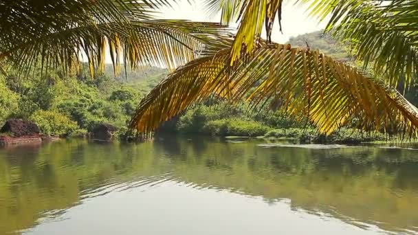 Schoonheid lake met palmbomen op vroege motning — Stockvideo