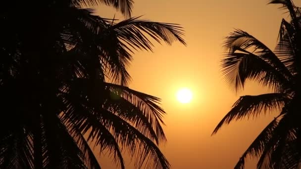 Palmbomen Silhouet Bij Zonsondergang — Stockvideo