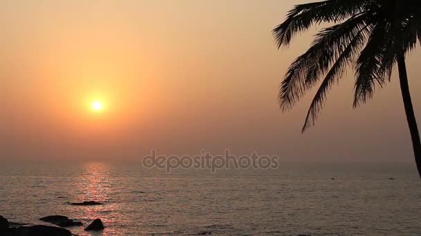 Silhouette Palmiers Coucher Soleil — Video