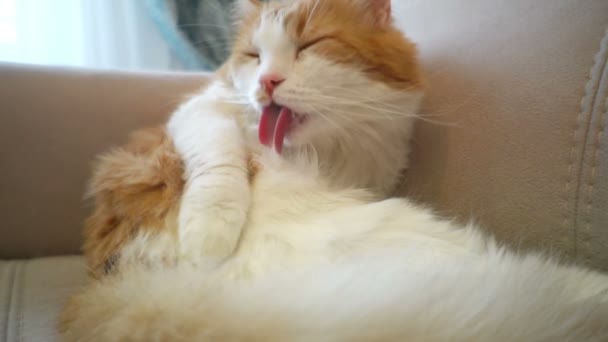 Red and white hair cat washing itself on the sofa — Stock Video